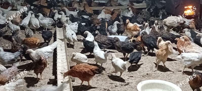 oy juje - Мургап - img 1