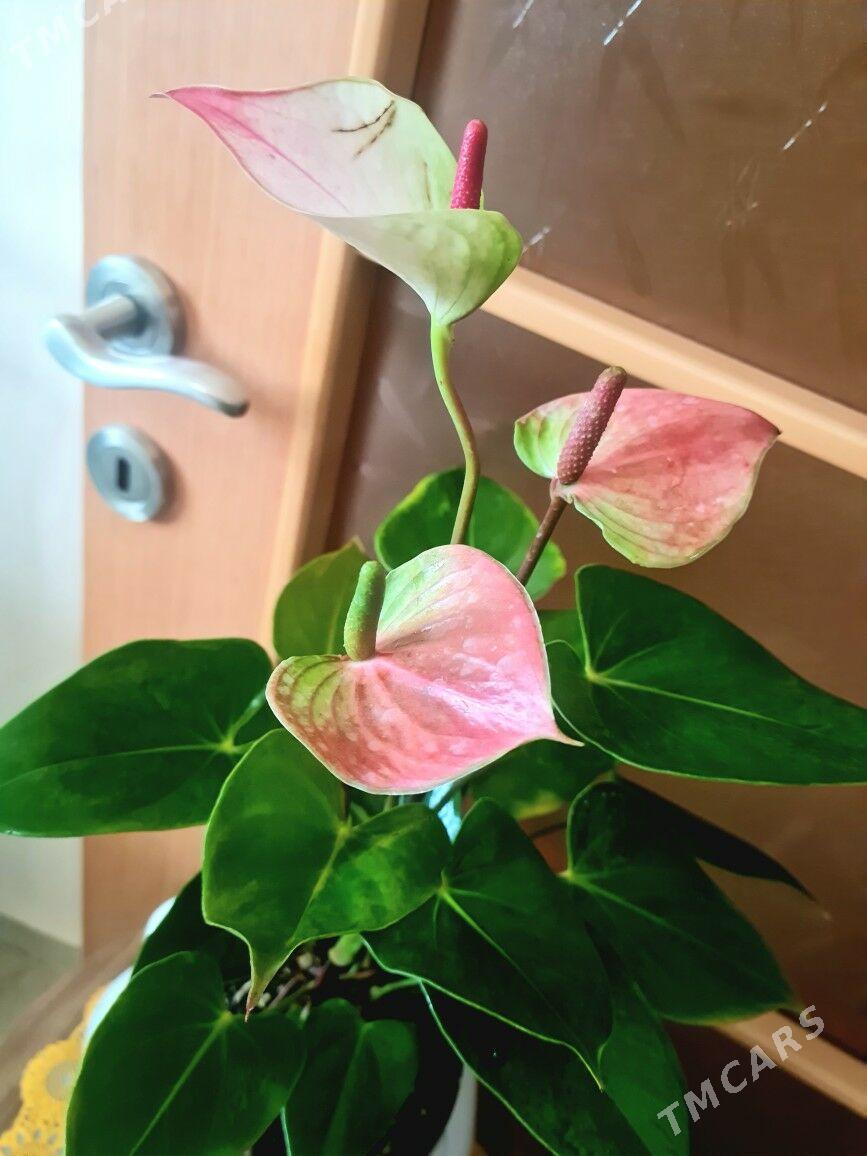 комнатные растения - Gurtly - img 1