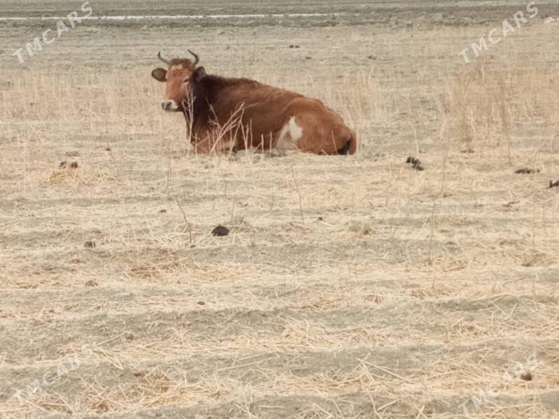 gysyr sygyr - Берекет - img 1