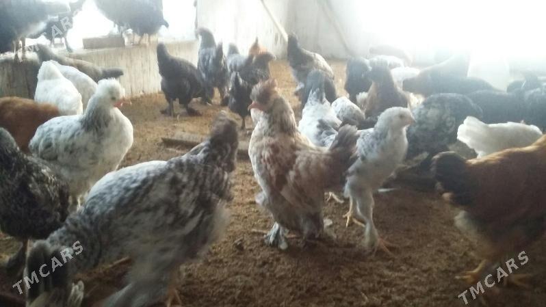 Balgar juje - Sakarçäge - img 1