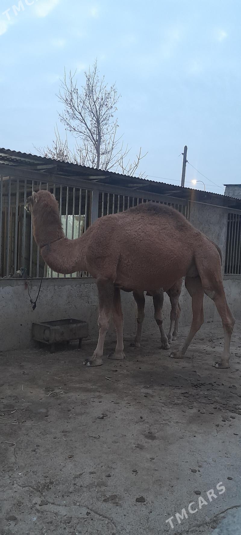 düýe - Gyzylarbat - img 1