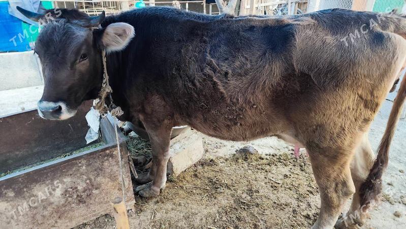 Göleli sygyr - Гёкдже - img 1