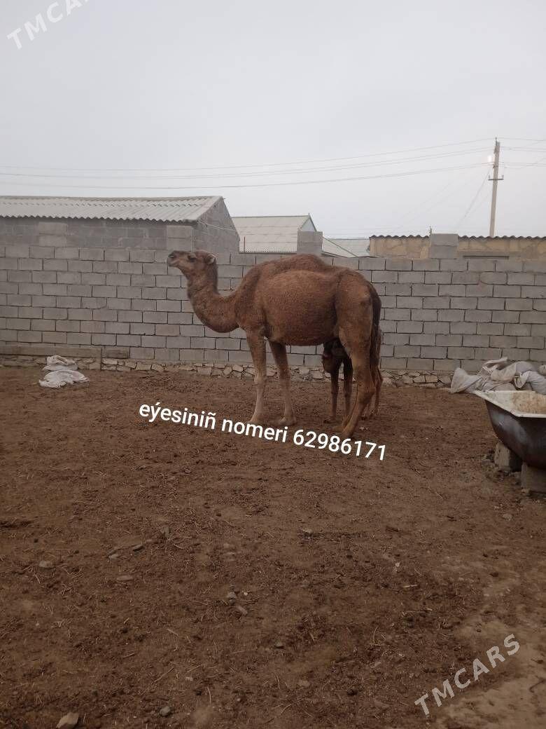 düýe - Этрек - img 1