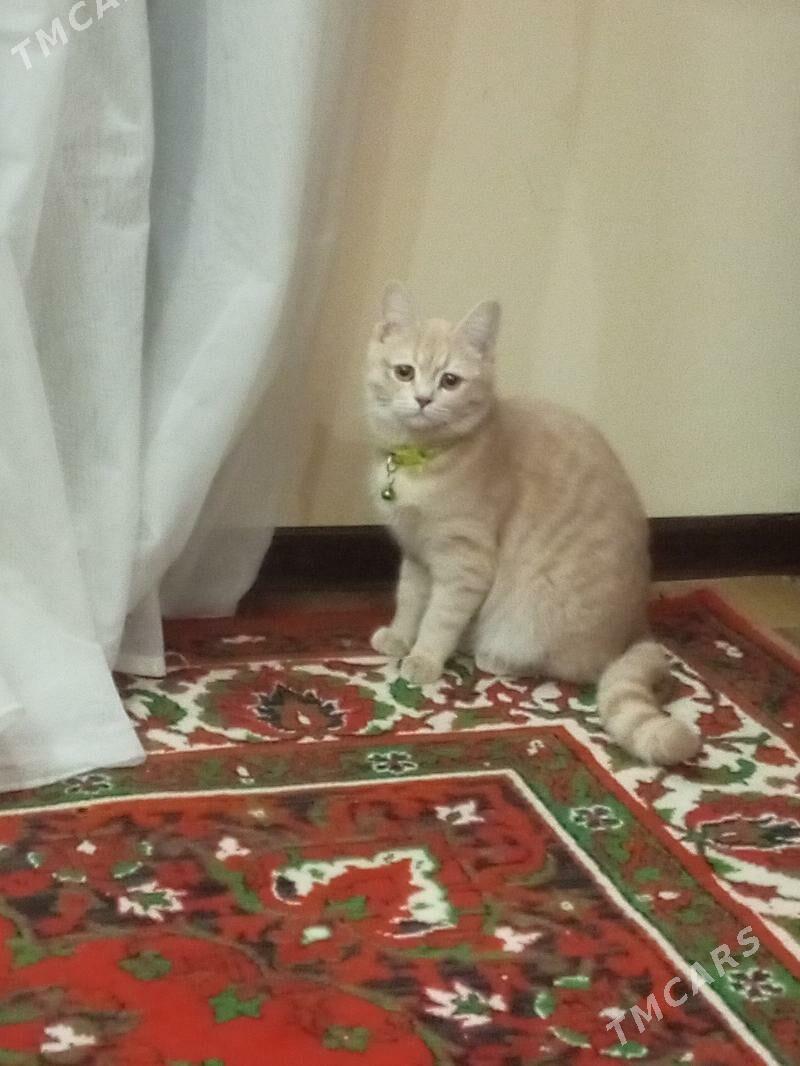 кошка породистая - Türkmenabat - img 1