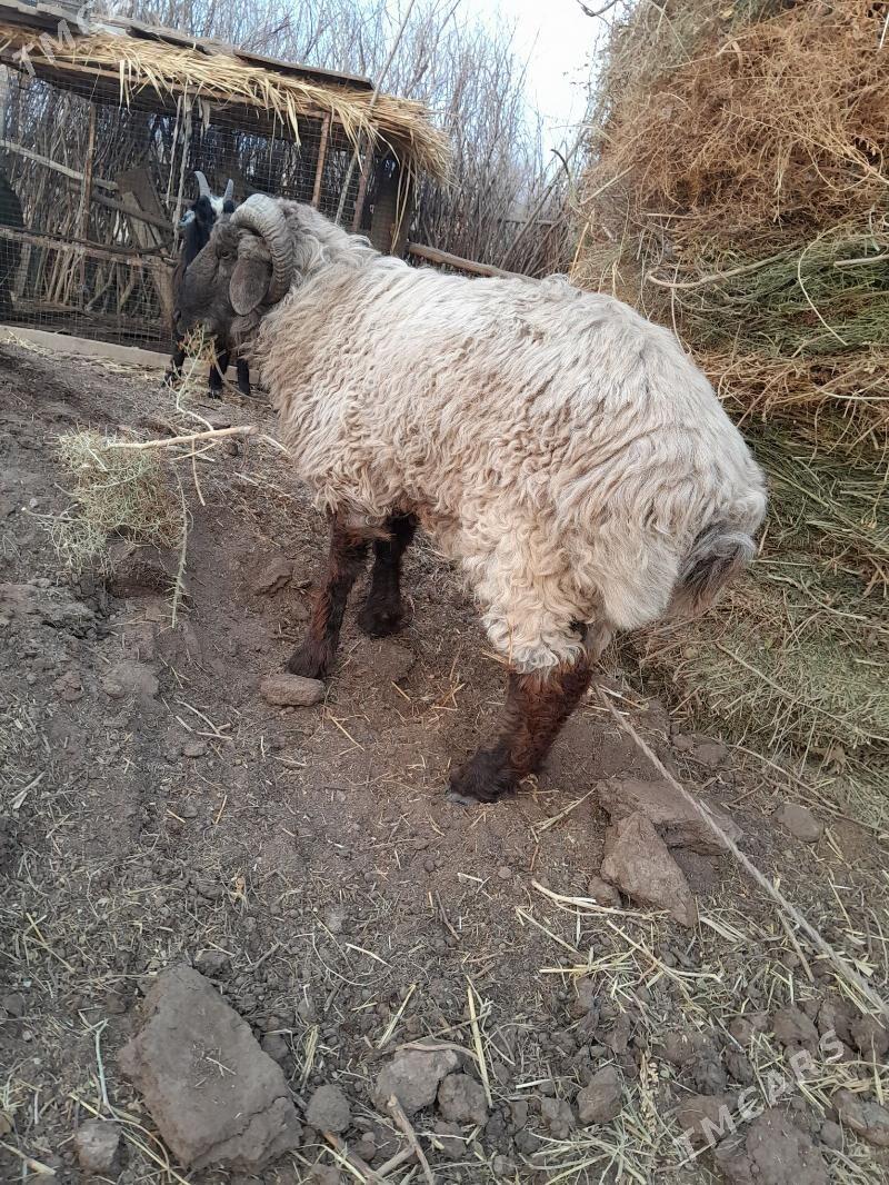 Goç - етр. Туркменбаши - img 1