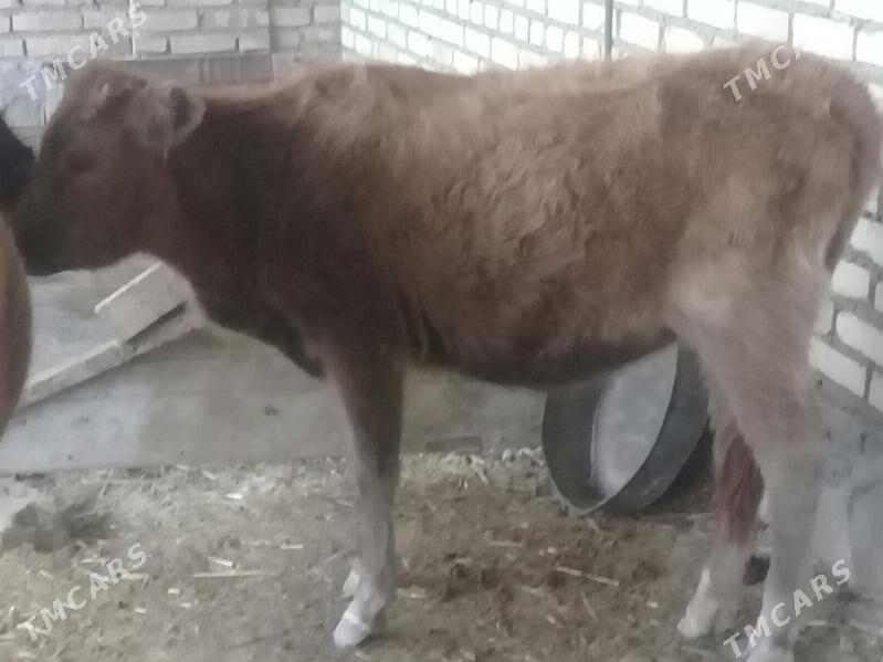 Iri mal - Bereket - img 1