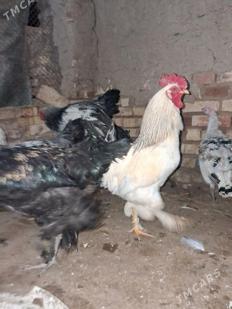 Horaz IndukHoraz Induk - Mary - img 1