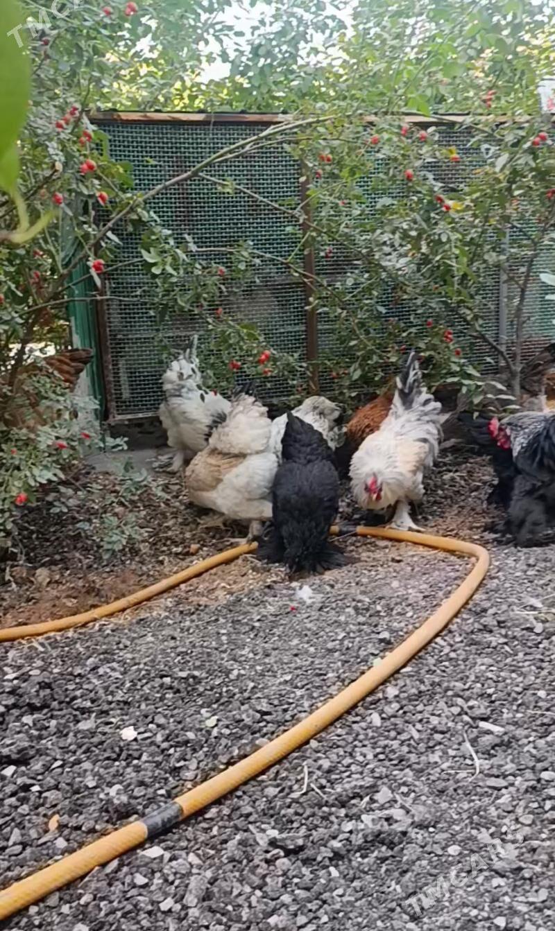 towuk horaz - Gurtly - img 1