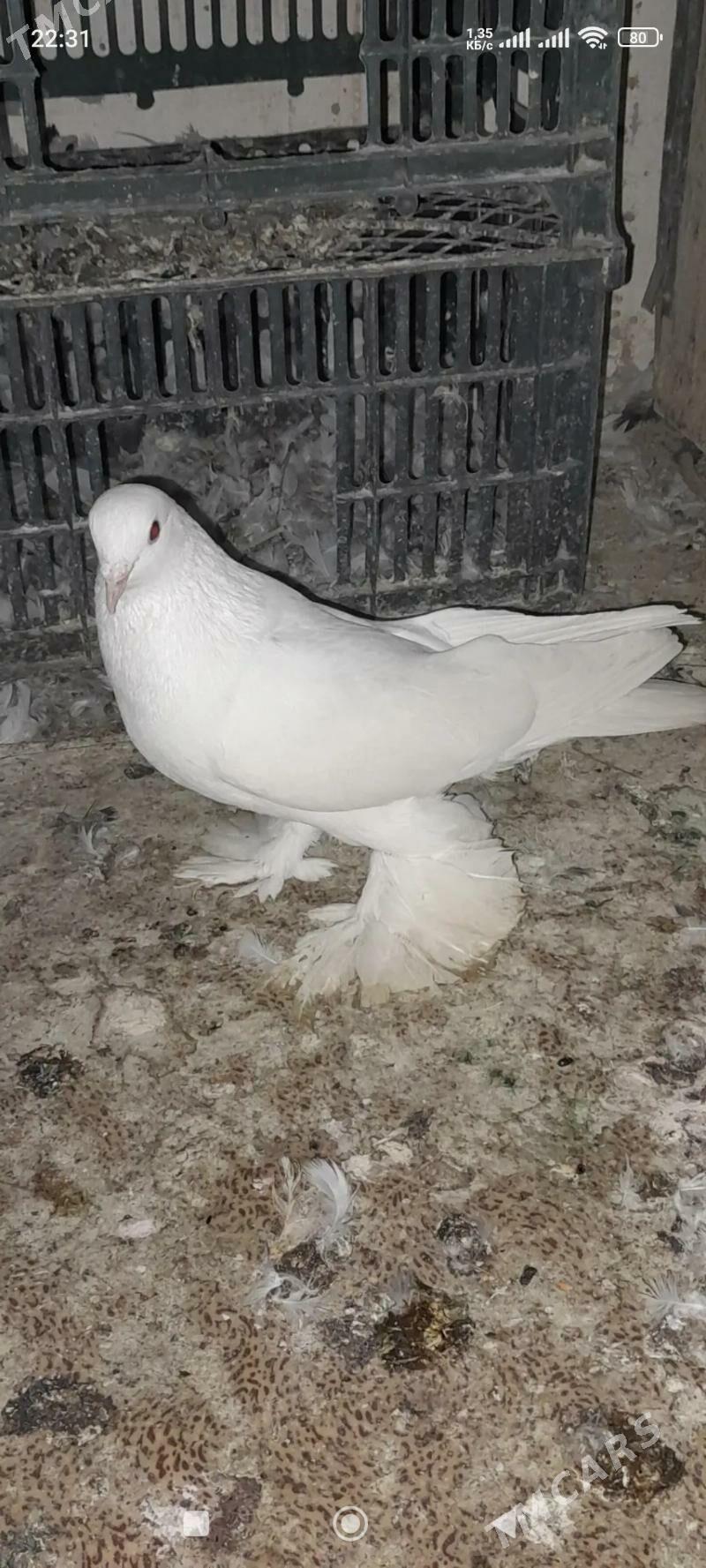 кепдери - Aşgabat - img 1