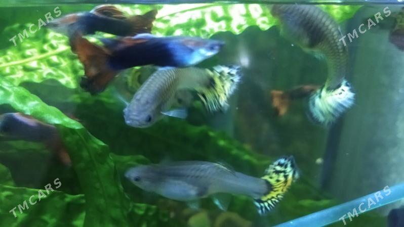 аквариумные рыбки гуппи - 2 mkr - img 1