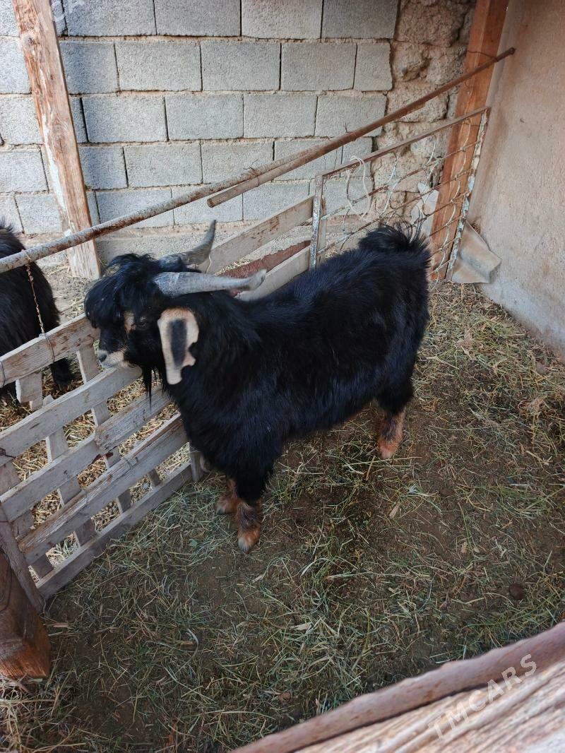 teke - Бузмеин - img 1