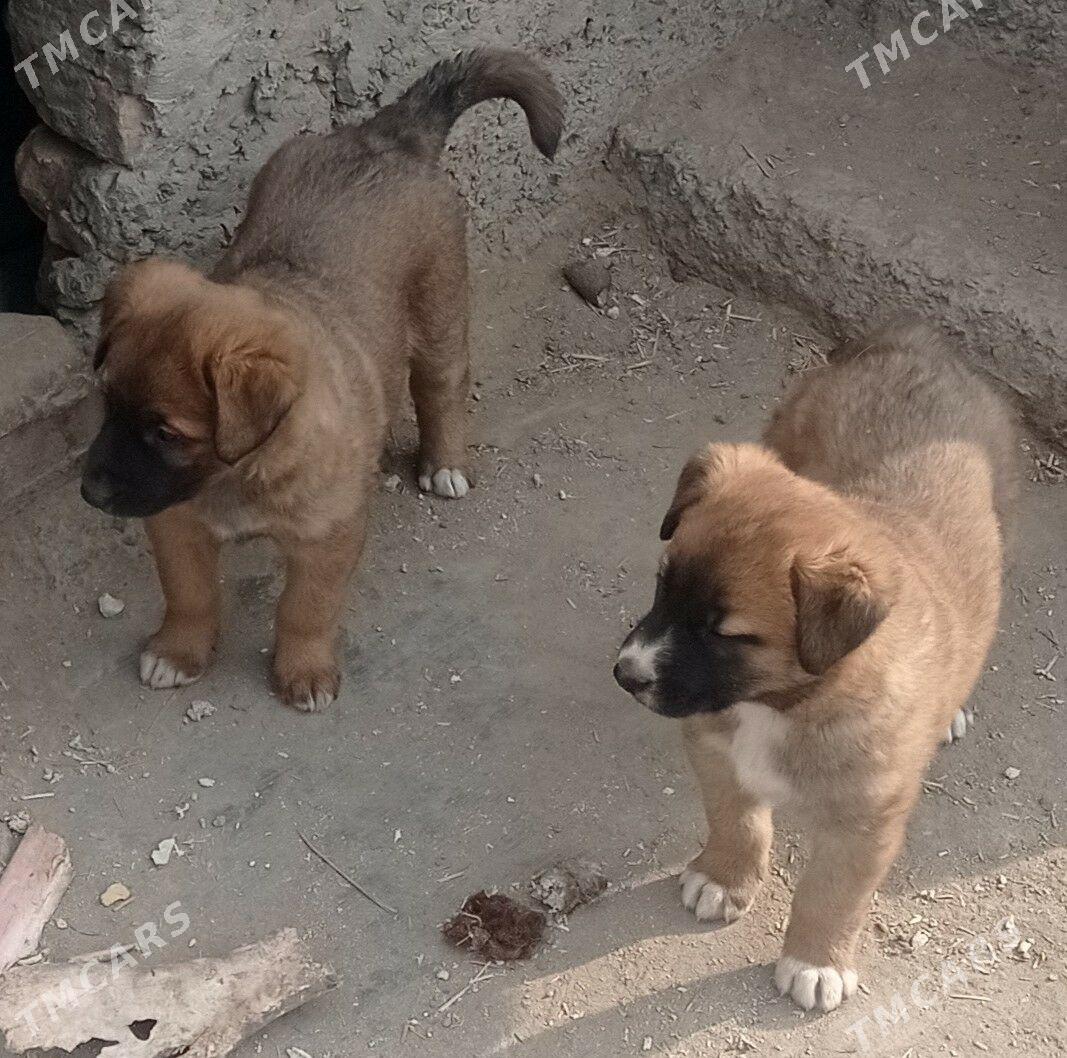 щенки - Daşoguz - img 1