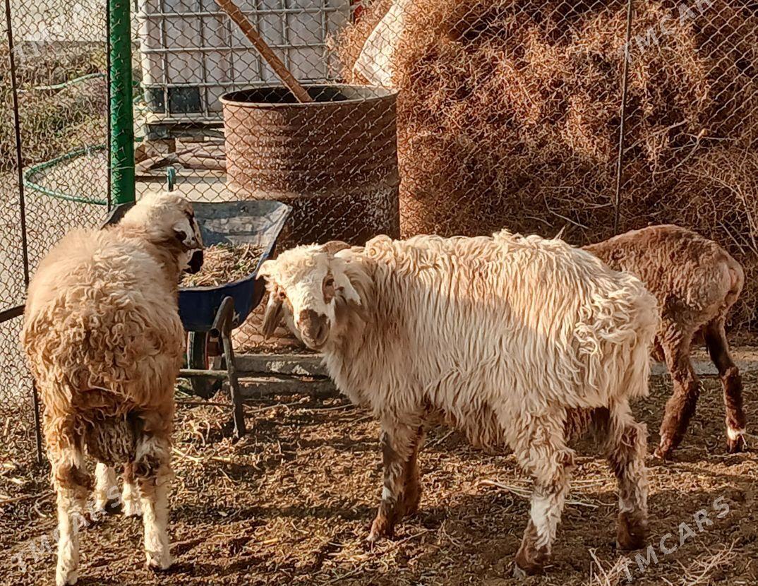 ýaz işşek 2600 - Gökdepe - img 1