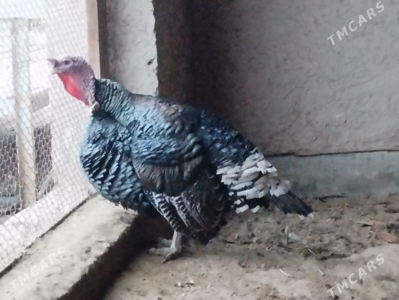 indyuk - Губадаг - img 1