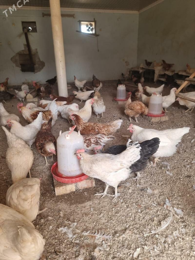 товук - Сакарчага - img 1