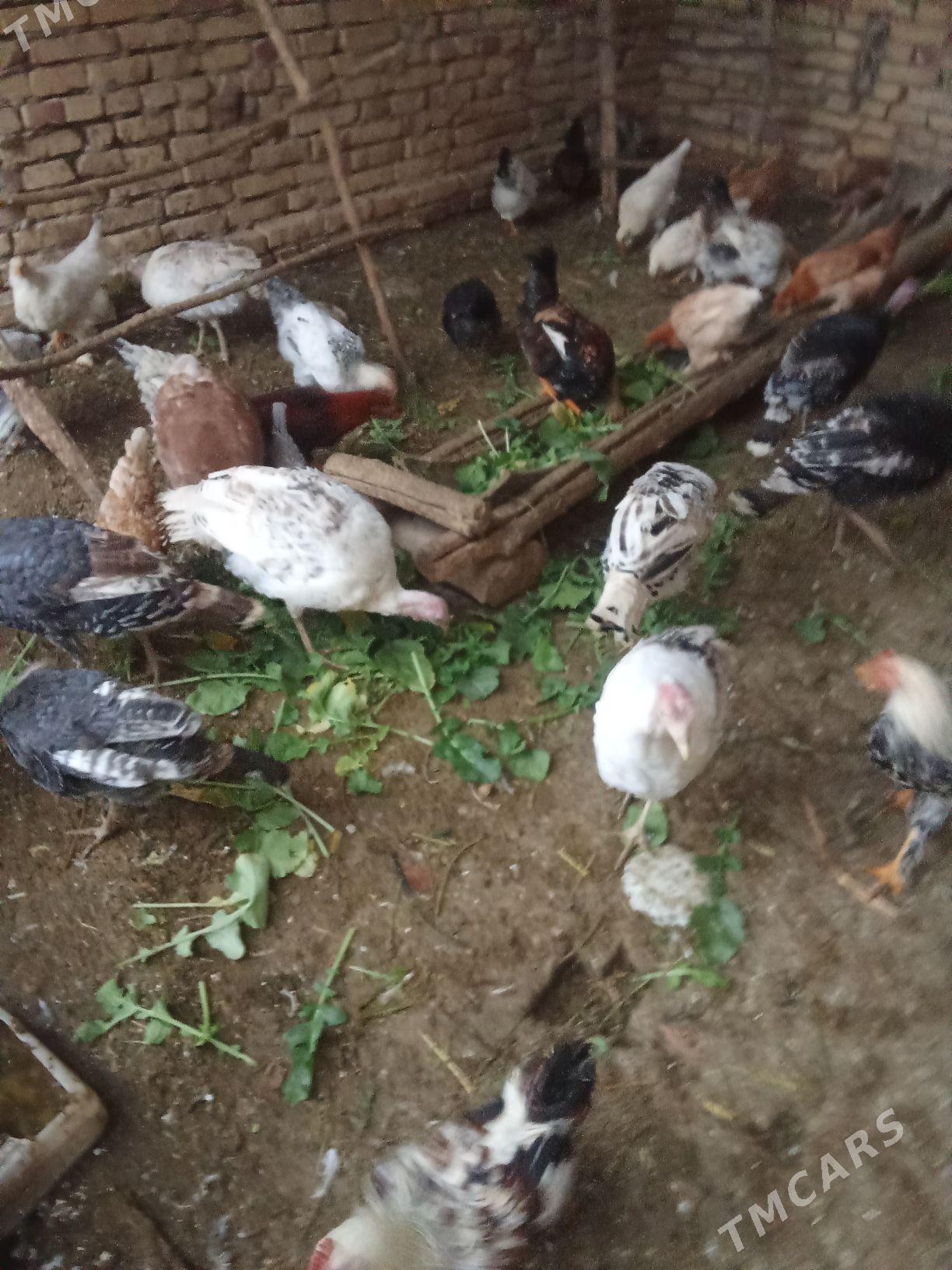 induk - Halaç - img 1