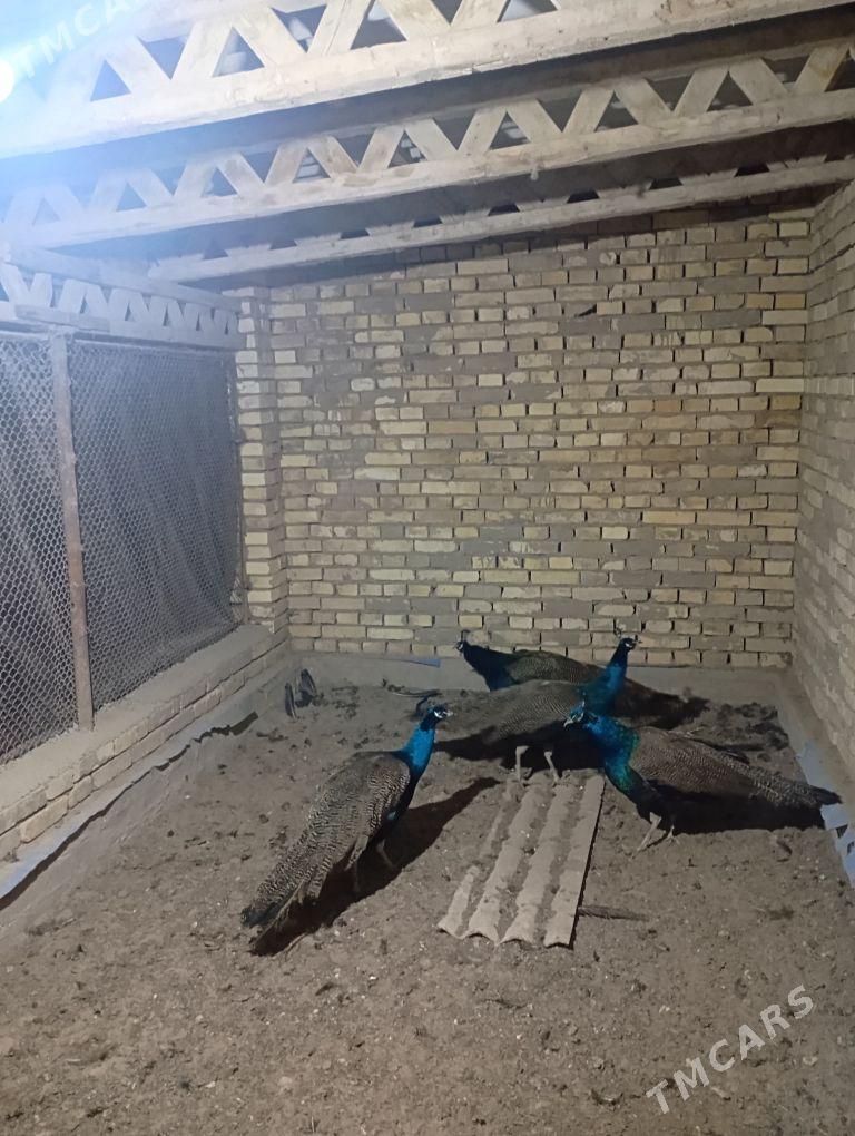 tawus guş - Mary - img 1