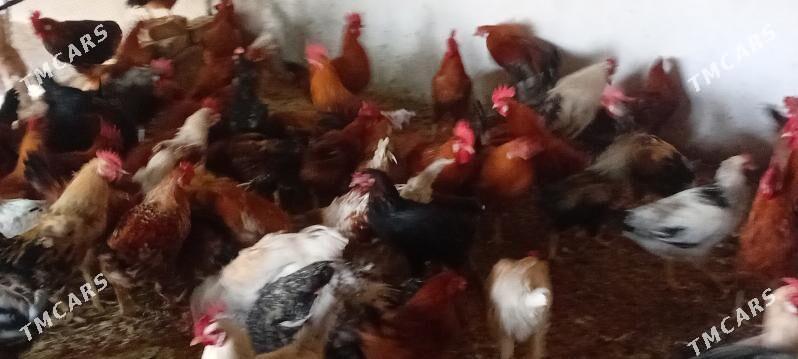 Horaz - Sakarçäge - img 1