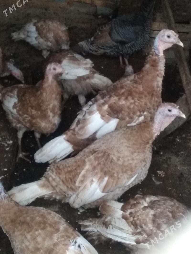 Unduk owgan - Herrikgala - img 1