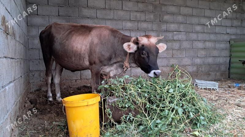 туве - Aşgabat - img 1