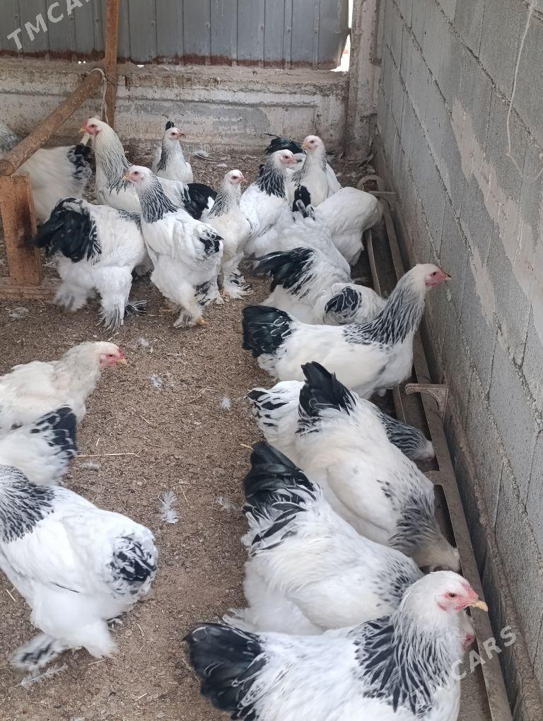 Brama Horoz - Тязе заман - img 1