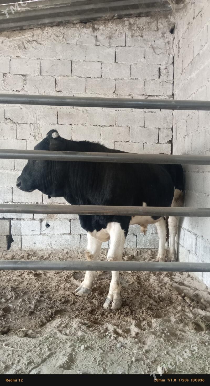 okuz - Бузмеин - img 1