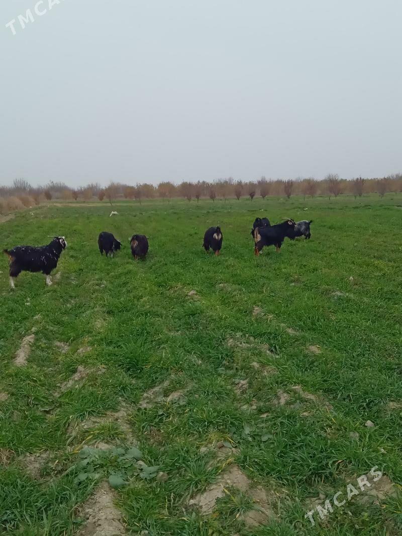 geci - Гёкдепе - img 1