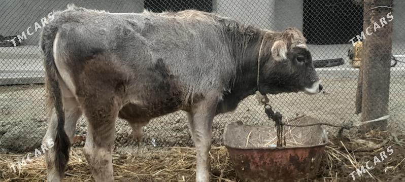 Öküz - Gökdepe - img 1