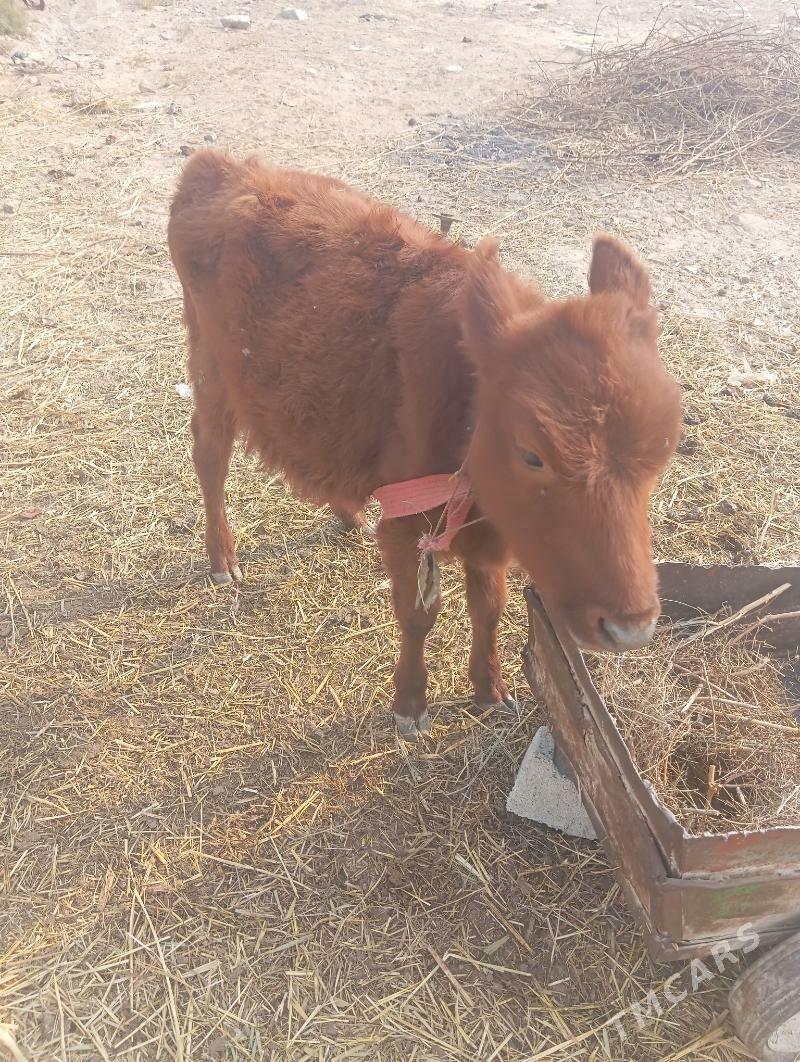 gole - Bedew - img 1