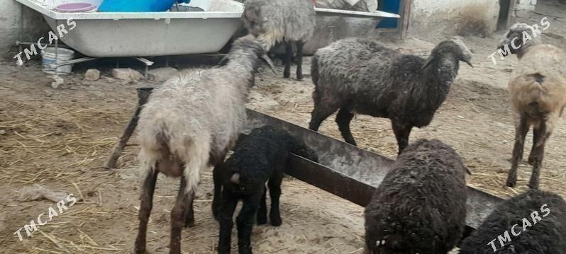 guzly goyun - Gökdepe - img 1