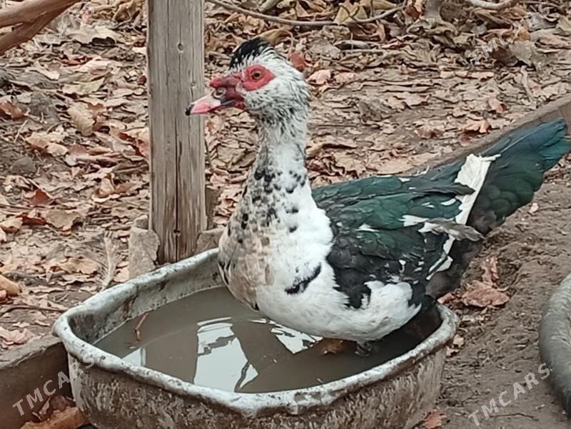 ordek muskus индоутки - Türkmenabat - img 1