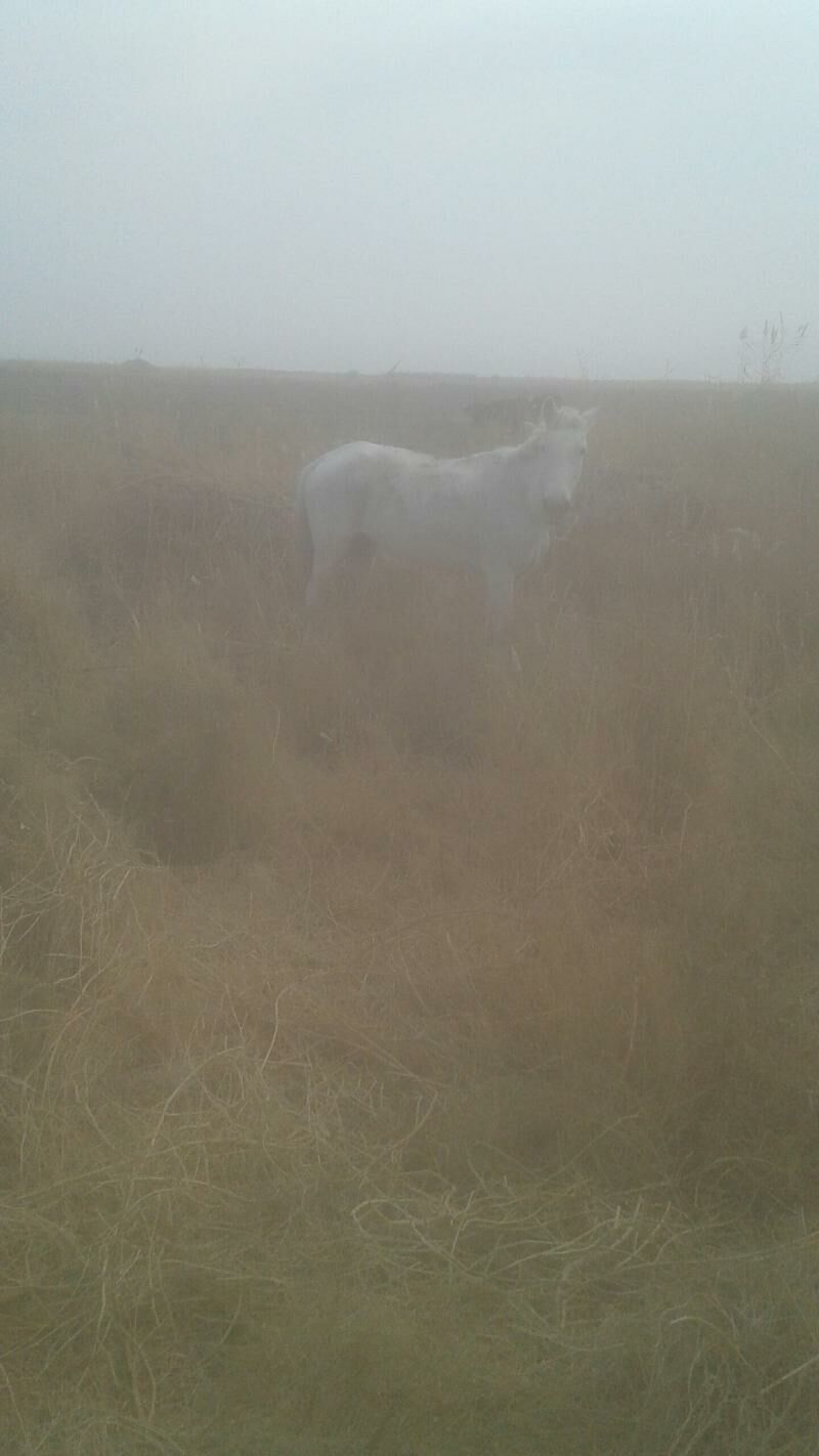 at 2sany baýtal. - Oguz han - img 1