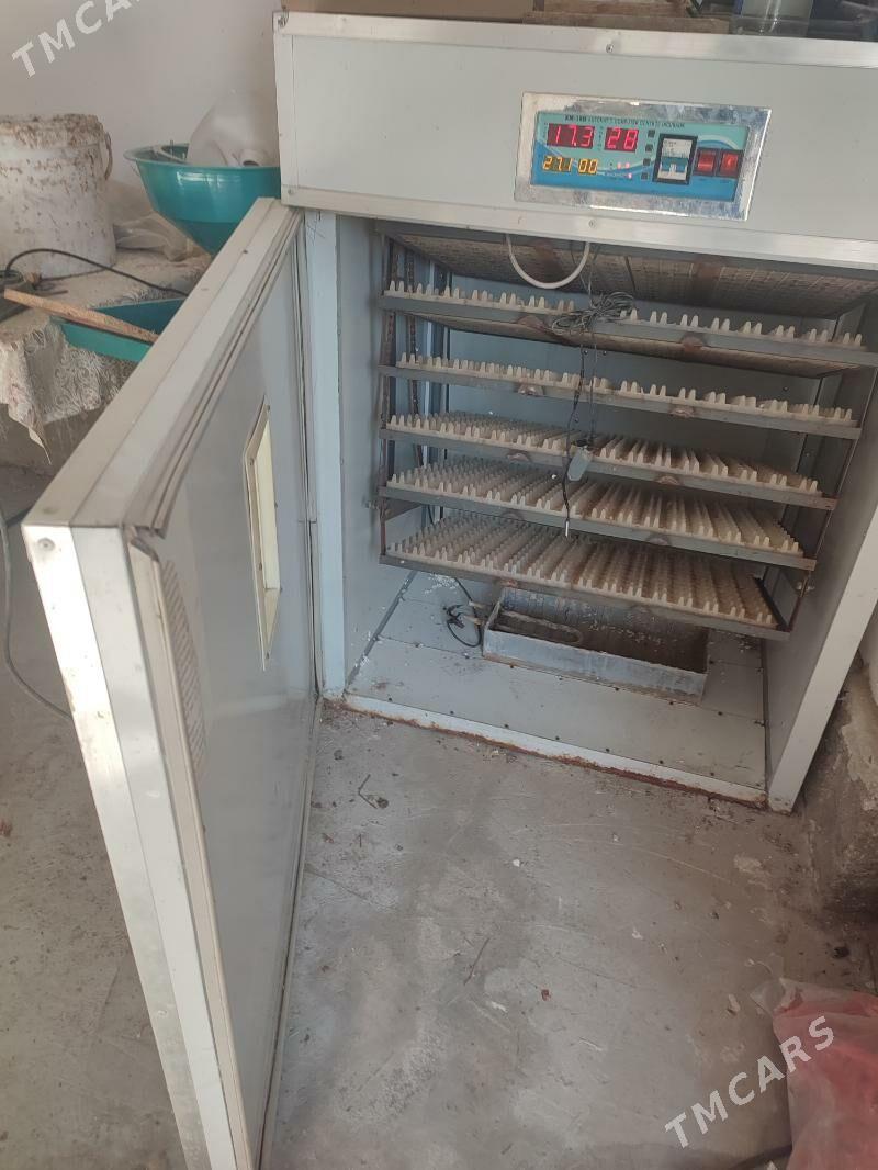 incubator 1056 yumurta - Туркменабат - img 1