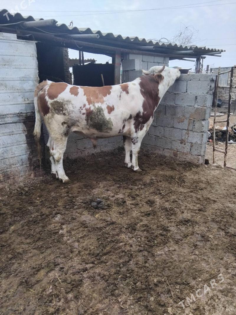 SIMENTAL OKUZ - Änew - img 1