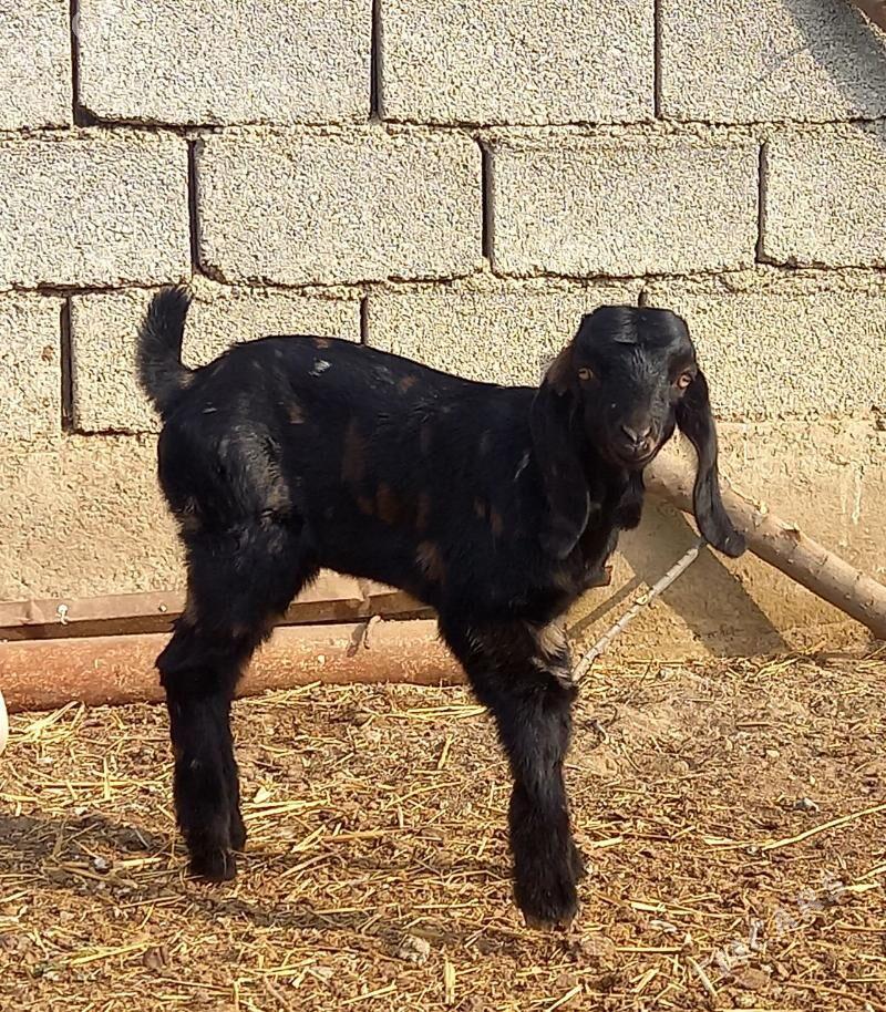 PÄKISTAN OWLAKLY GECI - Гёкдепе - img 1