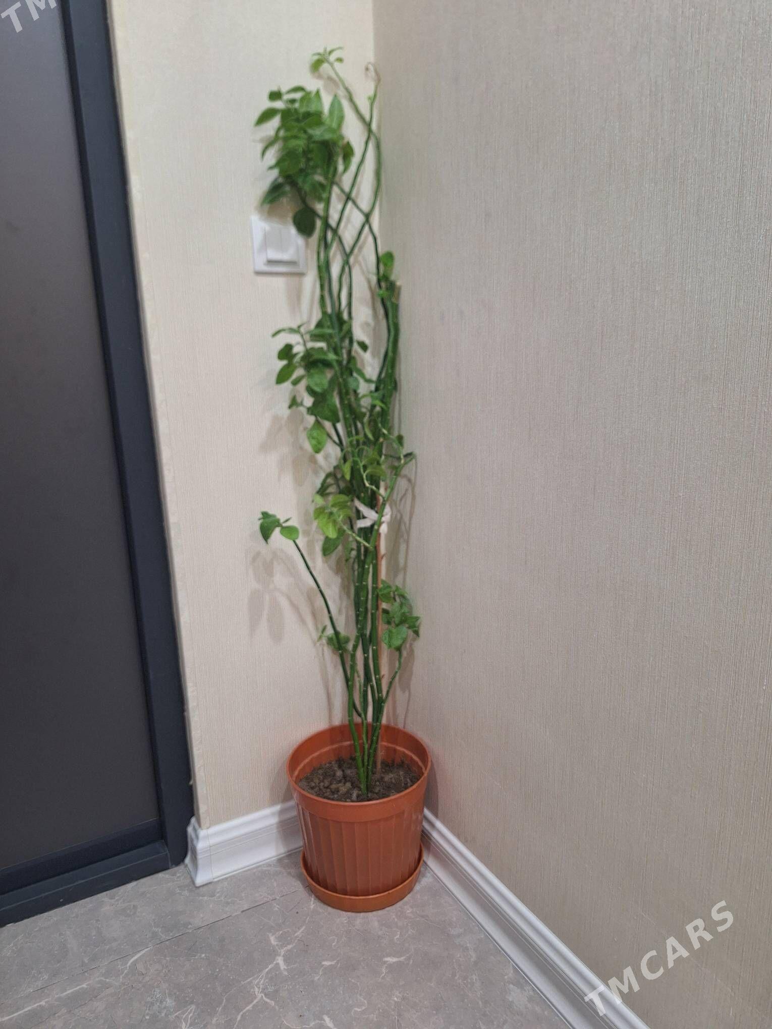 цветы - Ашхабад - img 1