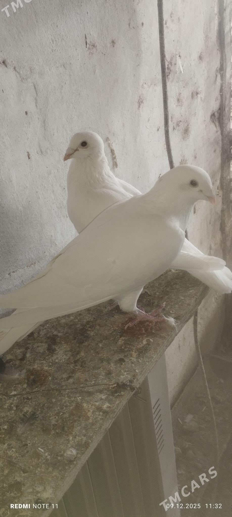 Kepderi - Murgap - img 1