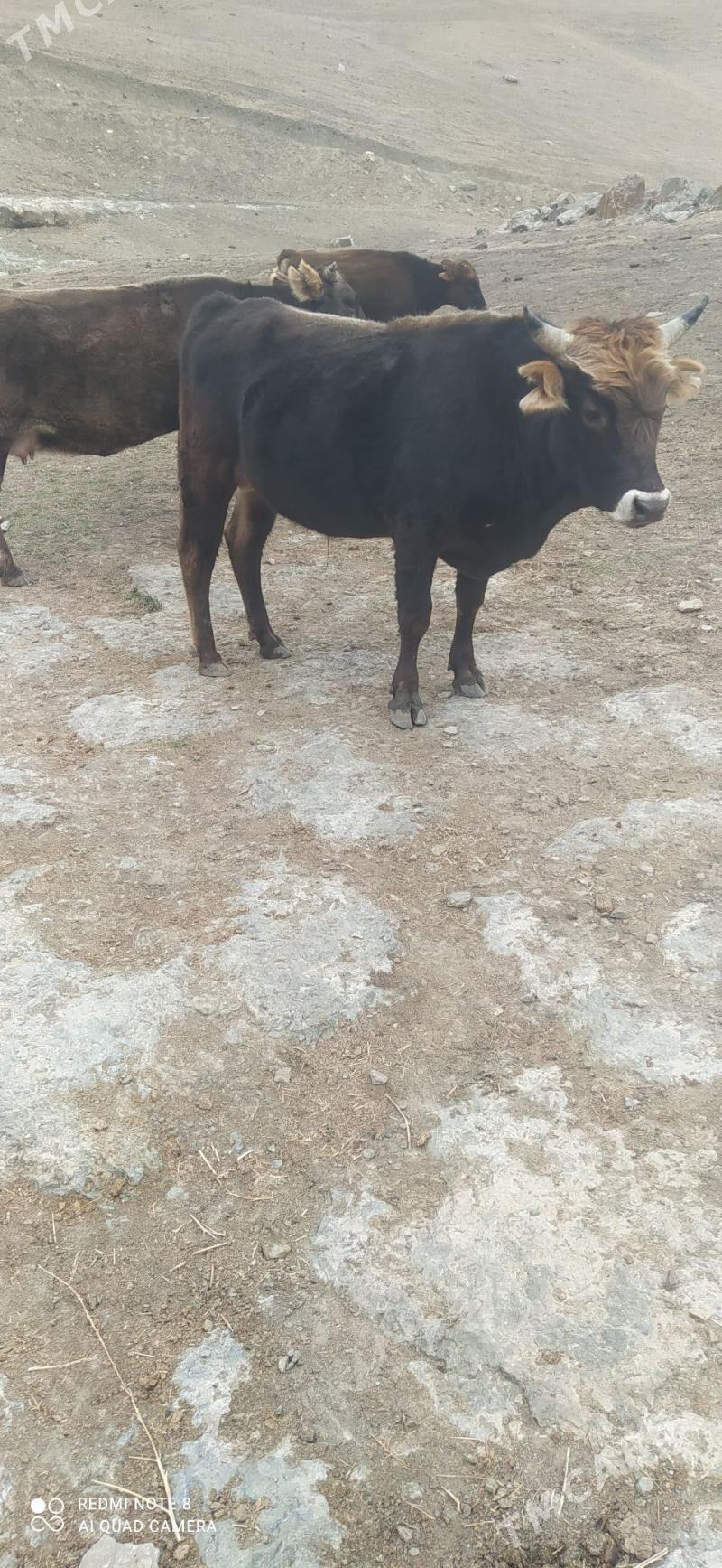 okuz - Bäherden - img 1