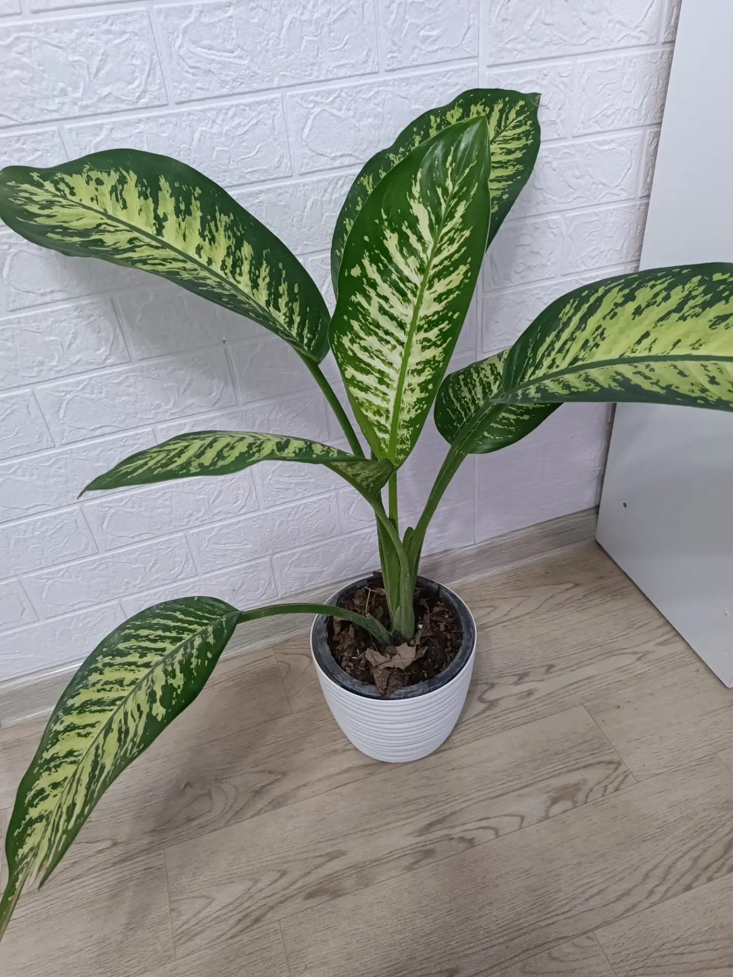 ДИФФЕНБАХИЯ - Ашхабад - img 1