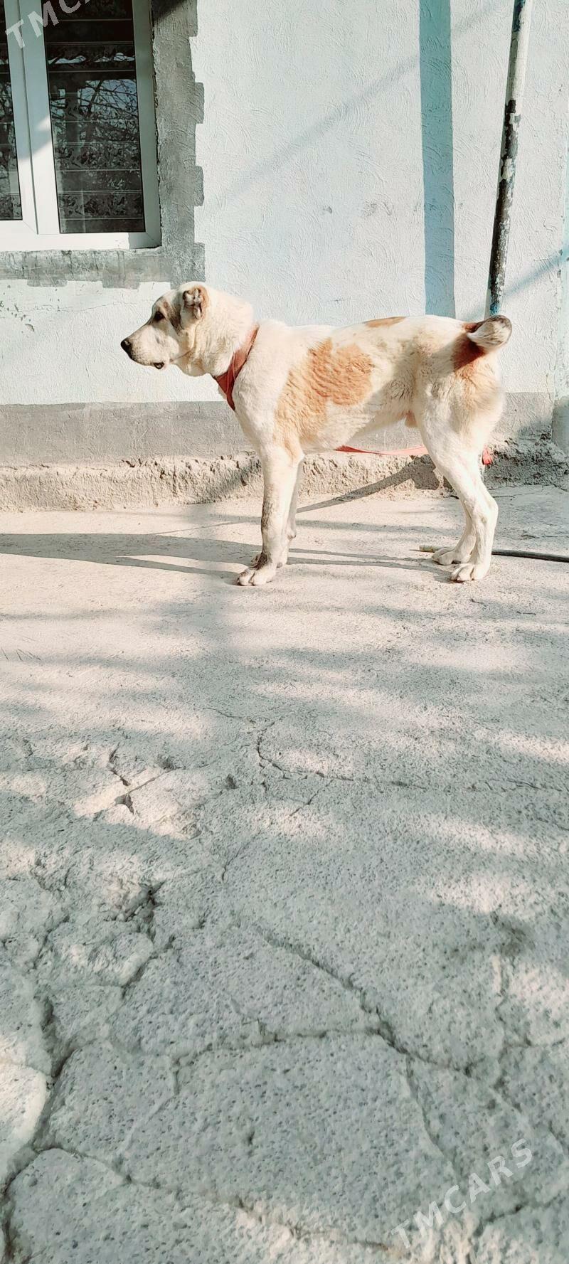 pelen - Анев - img 1