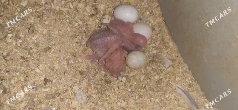 walnisdi - Чоганлы - img 1