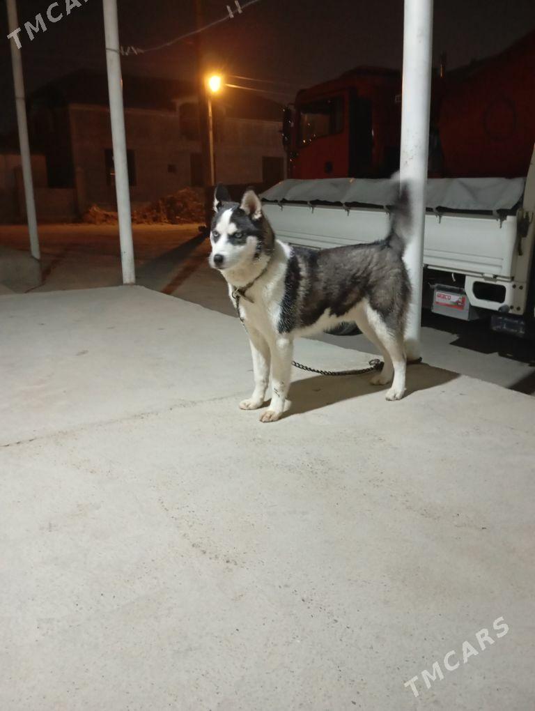 Hasky it - Анев - img 1