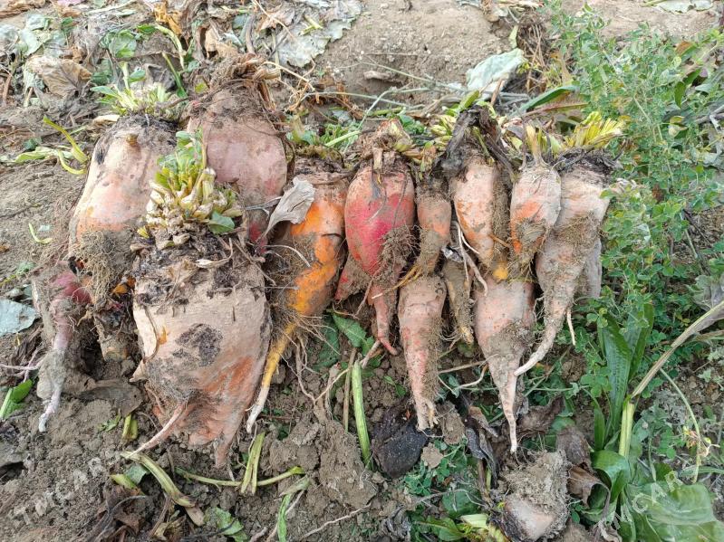 sgnur malk gant sgnur - Büzmeýin - img 1