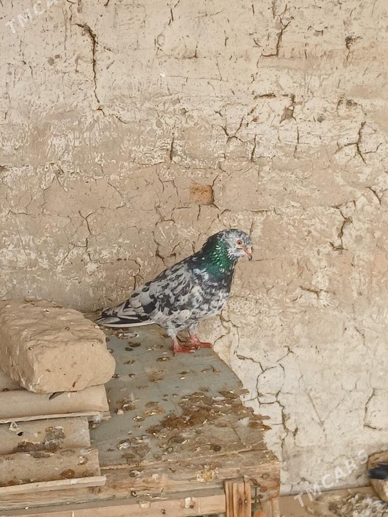 Myramyr - Mary - img 1