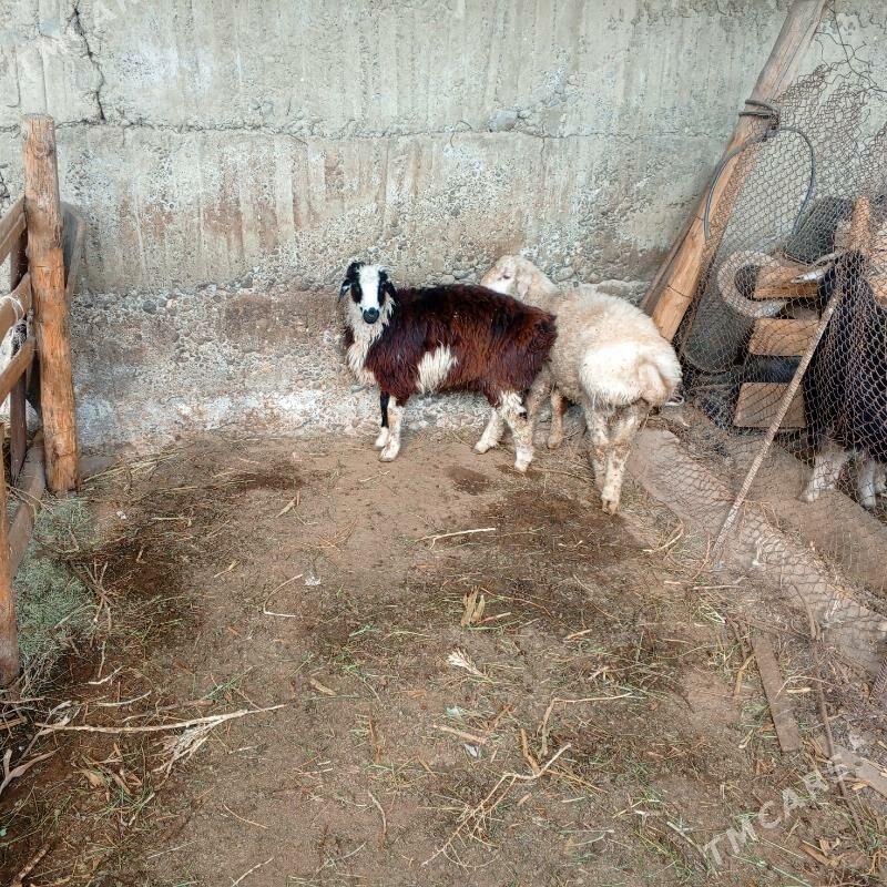 tokly - Бузмеин - img 1