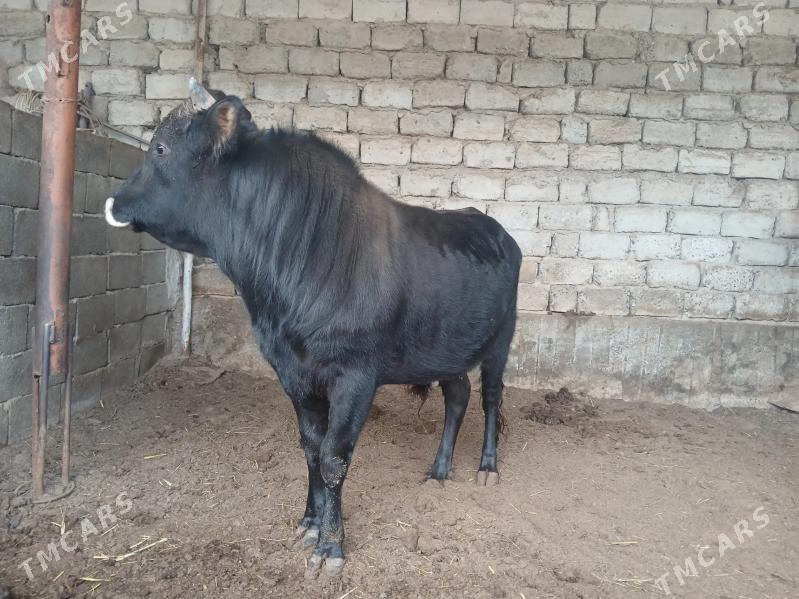 Okuz - Бузмеин - img 1