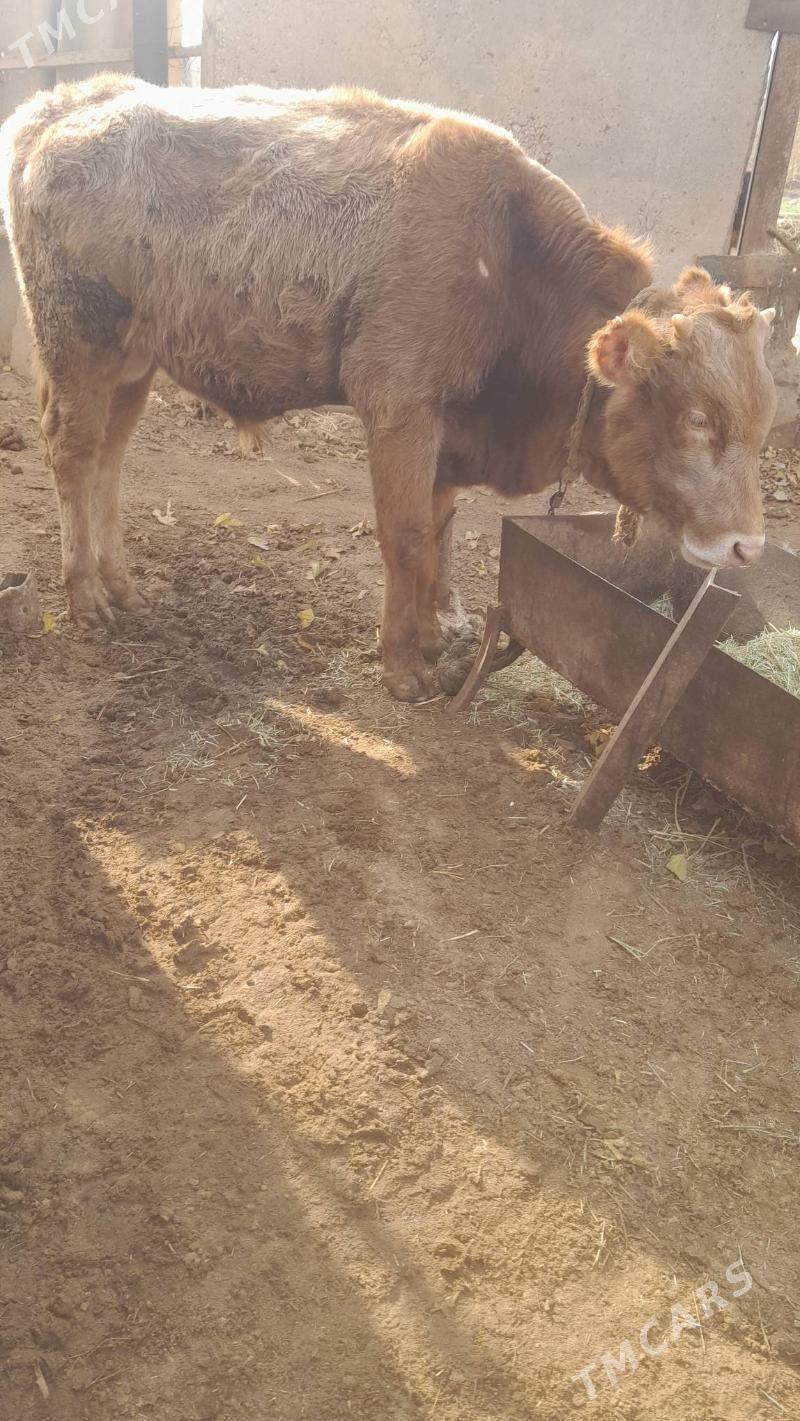 okuz - Бабадайхан - img 1