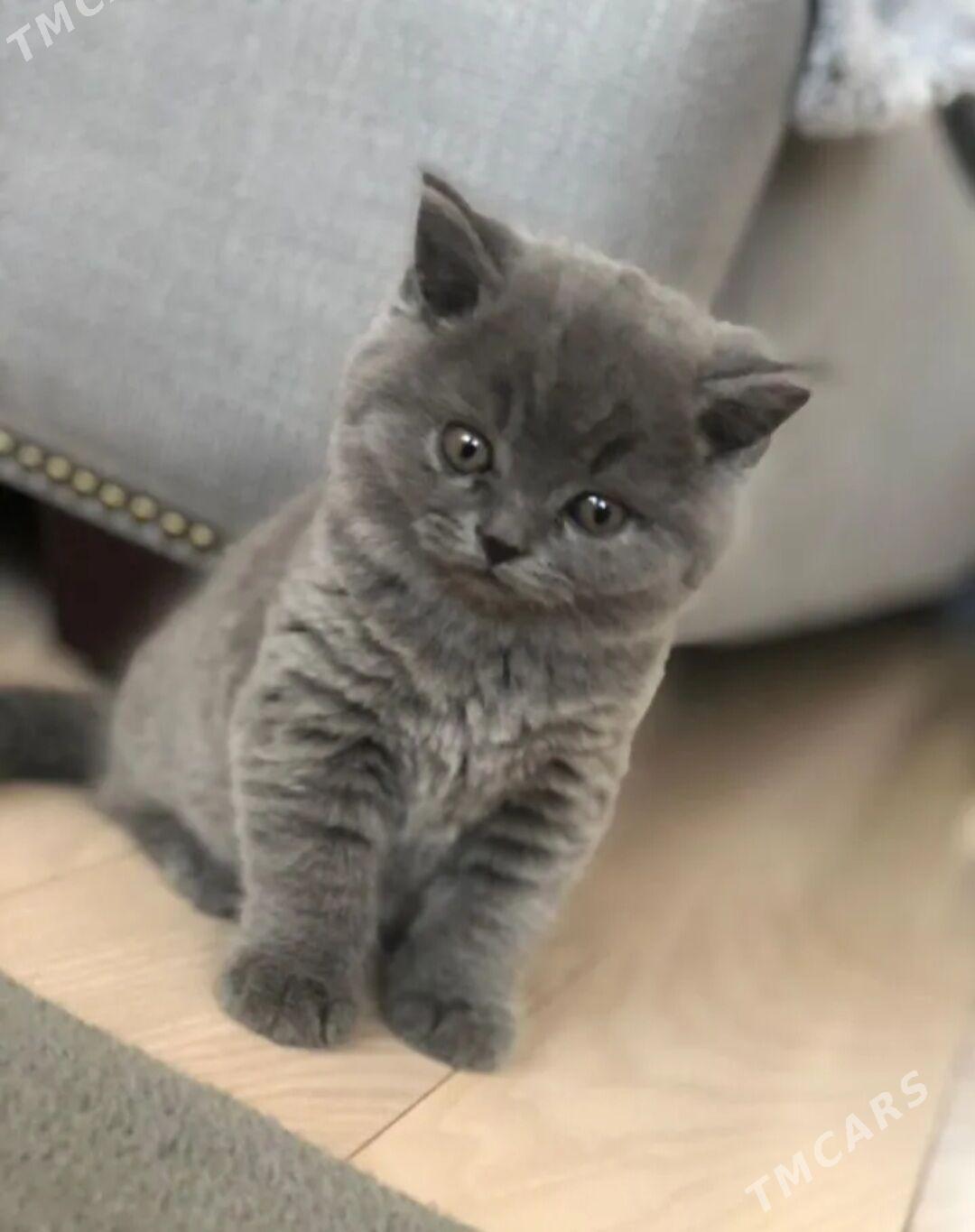 Шотландская прямоухая девочка - Aşgabat - img 1