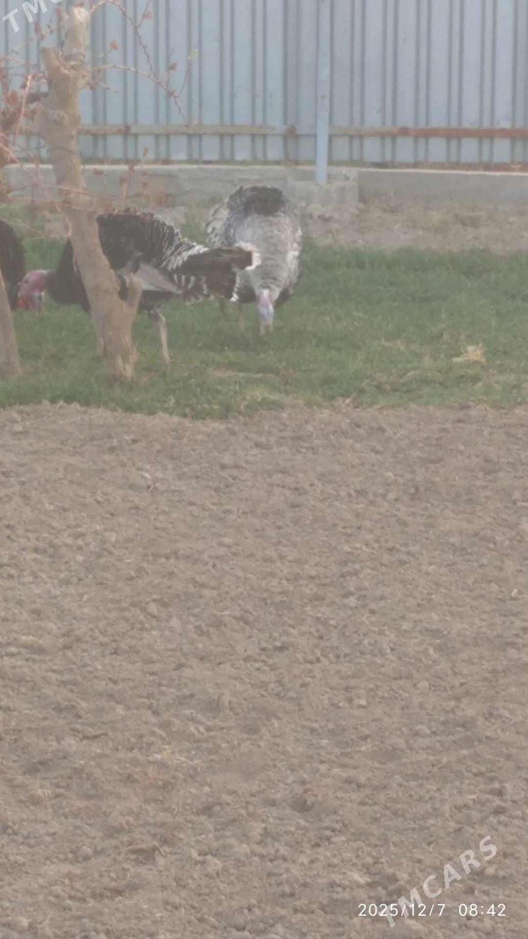 induk horaz - Murgap - img 1