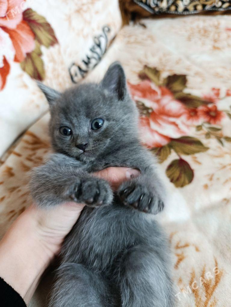 котята - Чарджоу - img 1